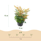 Green boutiQ - Plante de jardin - Nandina Gulfstream - Orange - 1 Plante - Persistante - Peu d'entretien - Pot 17cm Hauteur 45cm