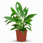Green boutiQ - Plante d'intérieur - Fleur de lune - Spathiphyllum - Blanc - Entretien facile - 1 Plante - Pot 19cm - Hauteur 70 - 80cm