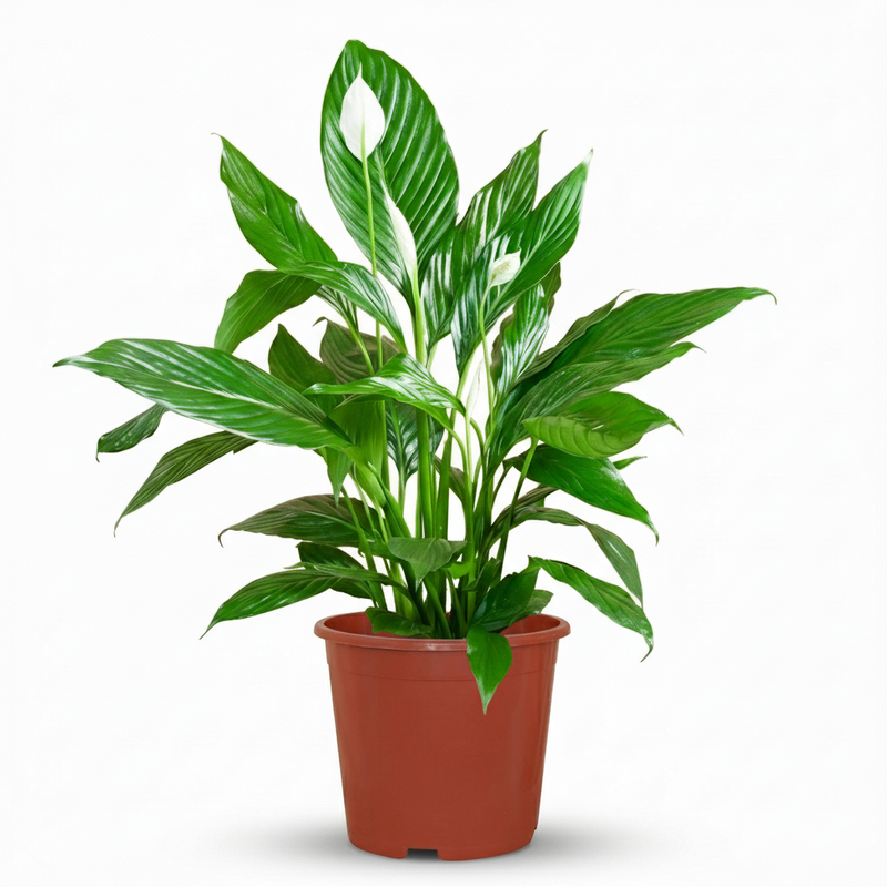 Green boutiQ - Kamerplant - Lepelplant - Spathiphyllum - Wit - Weinig onderhoud - 1 Plant - Pot 19cm - Hoogte 70 - 80cm