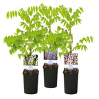 Green boutiQ - Glycine - Wisteria floribunda Tricolour - Fleurs bleu rose blanc - 3 plantes - Pot 11cm Hauteur 40cm