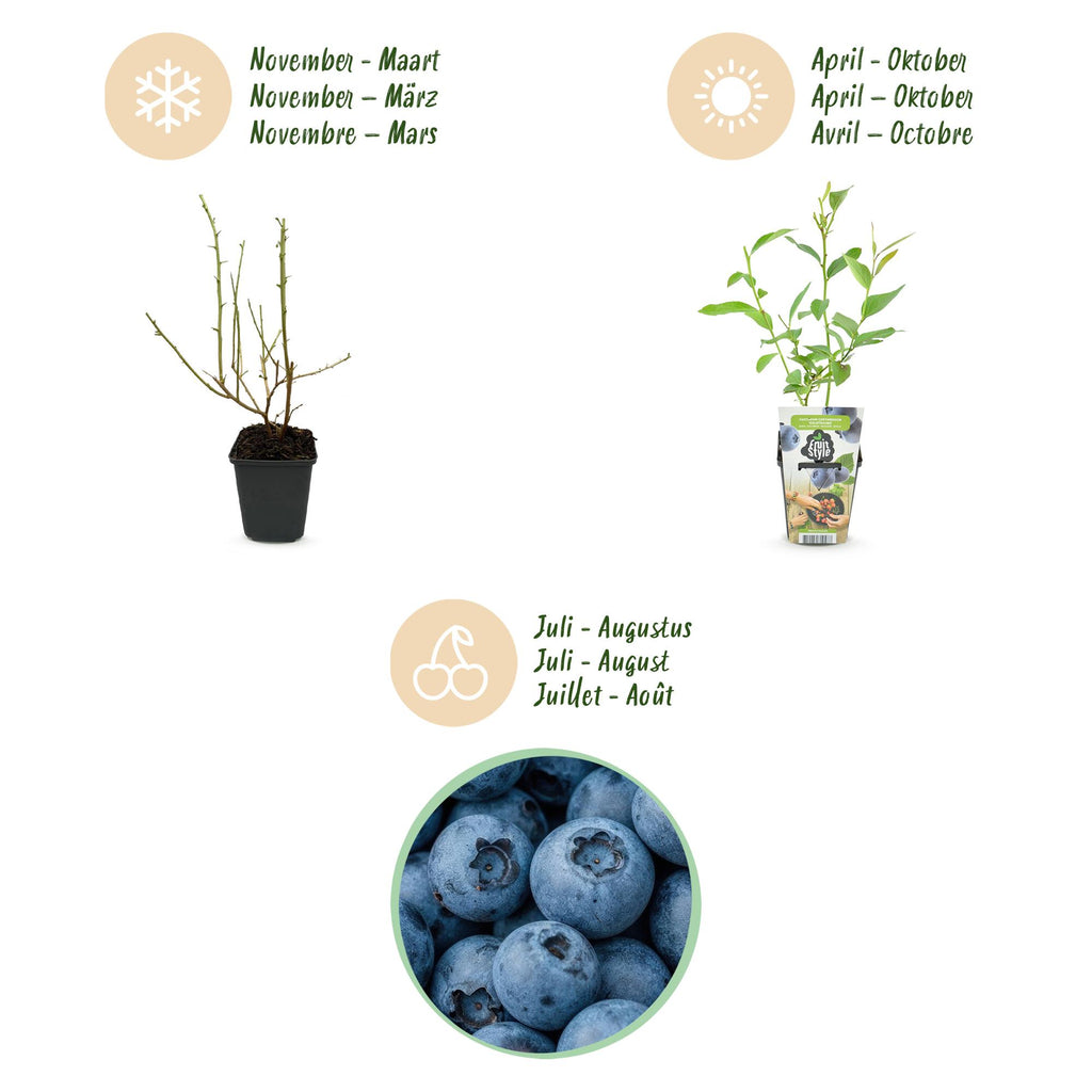 Green boutiQ - Plants fruitiers - Myrtille - Vaccinium corymbosum Goldtraube - Rustique - 6 plantes - Pot 9 cm - Myrtille