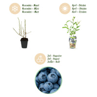 Green boutiQ - Fruitplanten - Blauwe Bes - Vaccinium corymbossum Goldtraube - Winterhard - 6 Planten - Pot 9 cm - Blauwe Bes