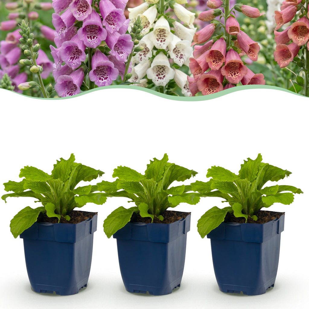 Green boutiQ - Stauden - Digitalis Tricolour - Fingerhut - Schatten - Rosa - Lila - Weiß - 12 Pflanzen - Topf 11cm - Höhe 15-25cm
