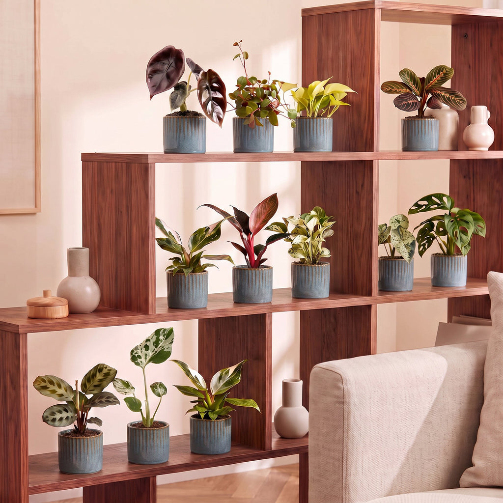 12x Baby Plants Surprise Box - Various colours - Tropical - incl. Linnea Misty Blue - Ø6cm - ↕5-15cm