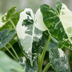 Alocasia Frydek Variegata - Variegated Green Velvet Elephant Ear - Green - Variegata - Tropical - Ø6cm - ↕12cm