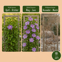 4x Clematis Justa - Bosrank - Licht Blauw - Klimplant - Ø9cm - ↕35cm