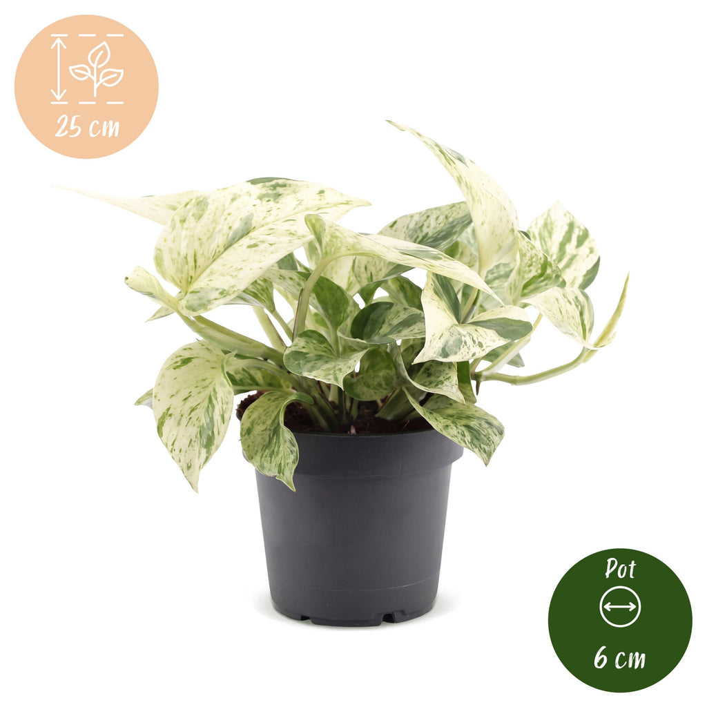 Epipremnum Snow Leopard - Snow Leopard Pothos - Green - Cream - Tropical - Ø12cm - ↕25cm