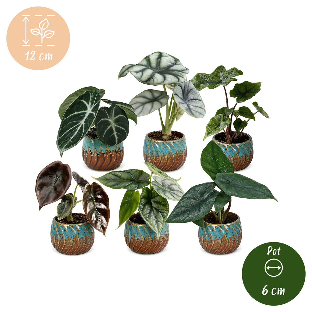 6x Baby Alocasia Familie - Red - Green - Black - Silver - Grey - Tropical - incl. Copper Reef - Ø6cm - ↕12cm