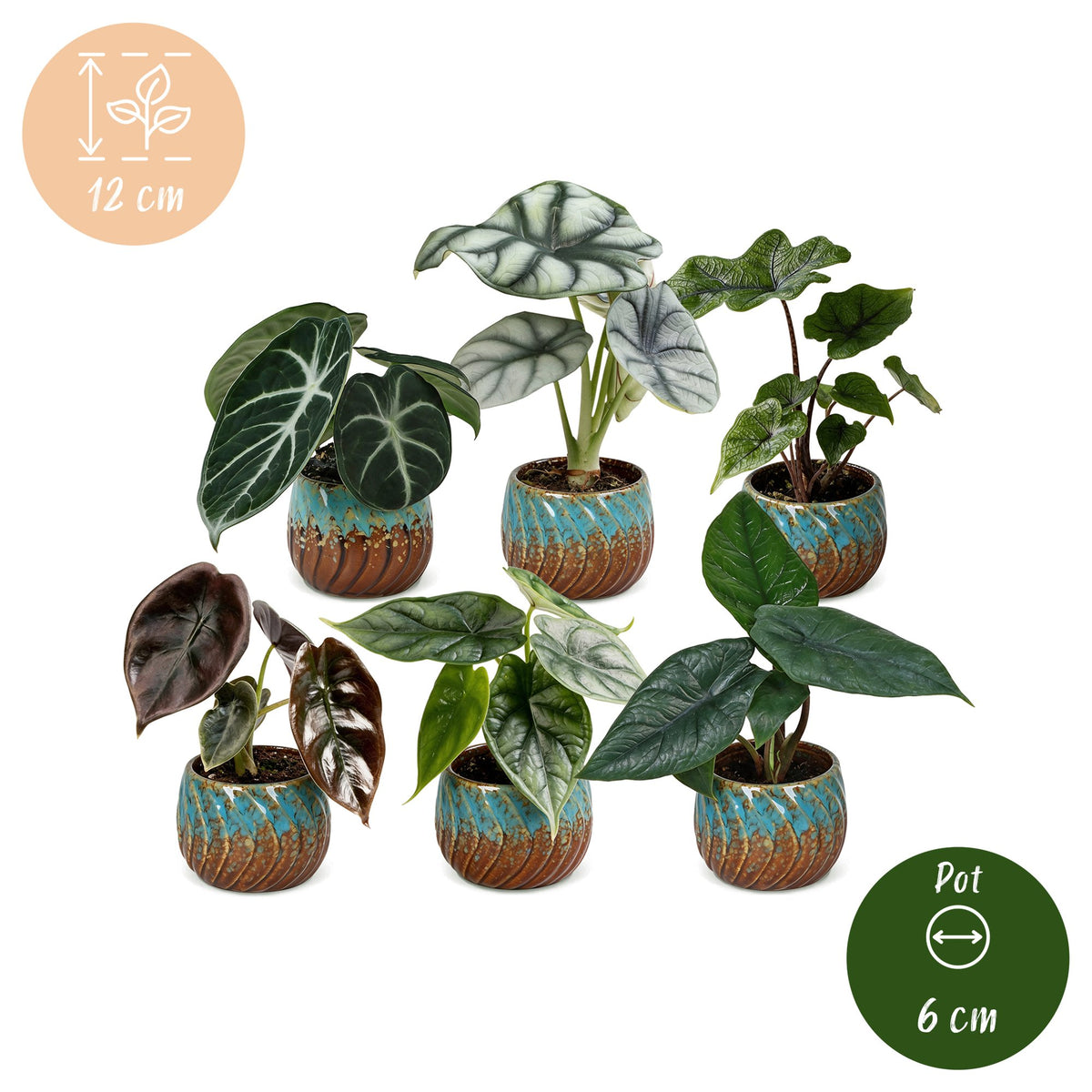 6x Baby Alocasia Familie - Red - Green - Black - Silver - Grey - Tropical - incl. Copper Reef - Ø6cm - ↕12cm