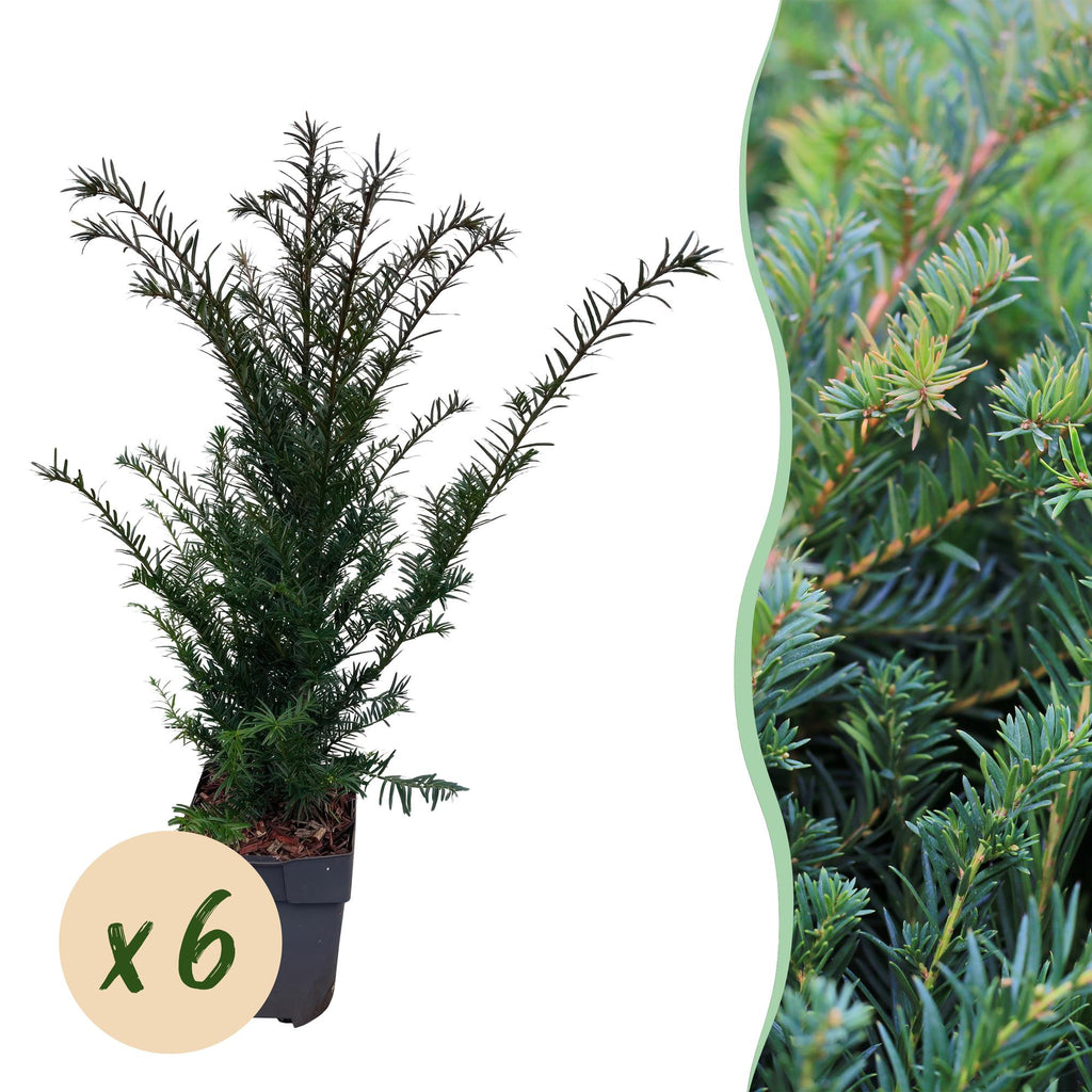 Green boutiQ - Plantes de haies - Taxus baccata - feuillage vert - 6 plantes - 1 mètre linéaire - persistant - pot 17 cm hauteur 60 cm