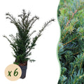 Green boutiQ - Plantes de haies - Taxus baccata - feuillage vert - 6 plantes - 1 mètre linéaire - persistant - pot 17 cm hauteur 60 cm