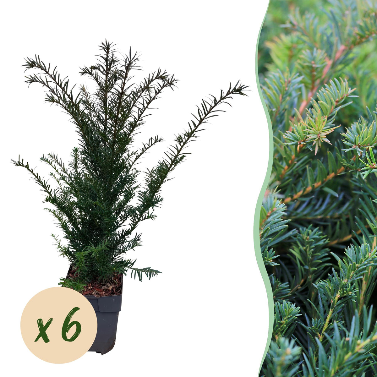 Green boutiQ - Plantes de haies - Taxus baccata - feuillage vert - 6 plantes - 1 mètre linéaire - persistant - pot 17 cm hauteur 60 cm