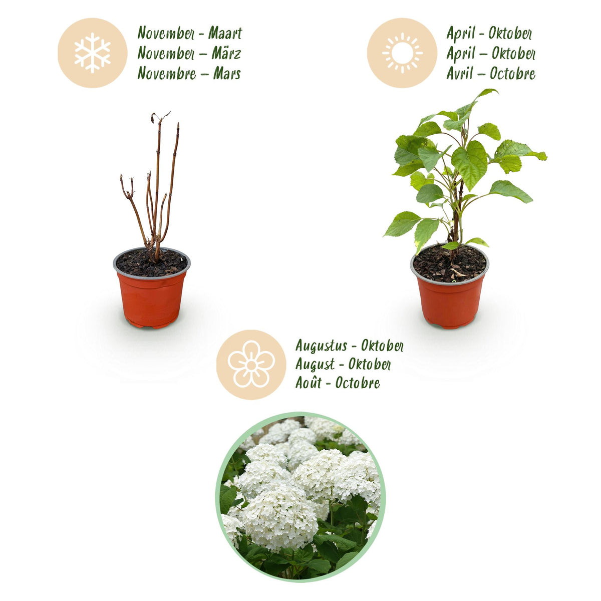 Green boutiQ - Tuinplant - Hydrangea arborescens Annabelle - Hortensia - Winterhard - Wit - 1 Plant - Pot 12cm - Hoogte Hoogte 20-30cm