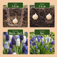 400x Muscari Magic mix - Druifhyacint - Diversen - Verwilderingsbol - Bolmaat 7/8