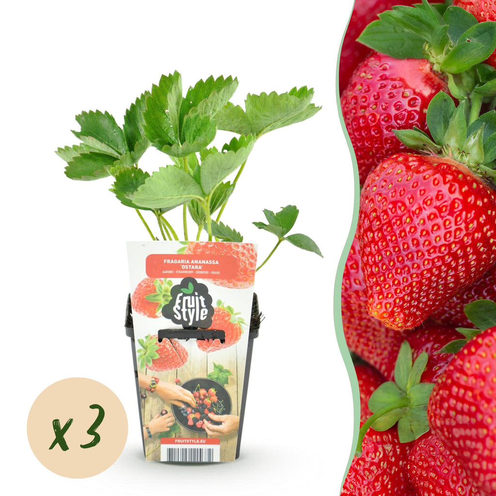Green boutiQ - Plants fruitiers - Fraisier - Fragaria Maxim - Rustique - 3 plantes - Pot 9 cm - Fraise rouge