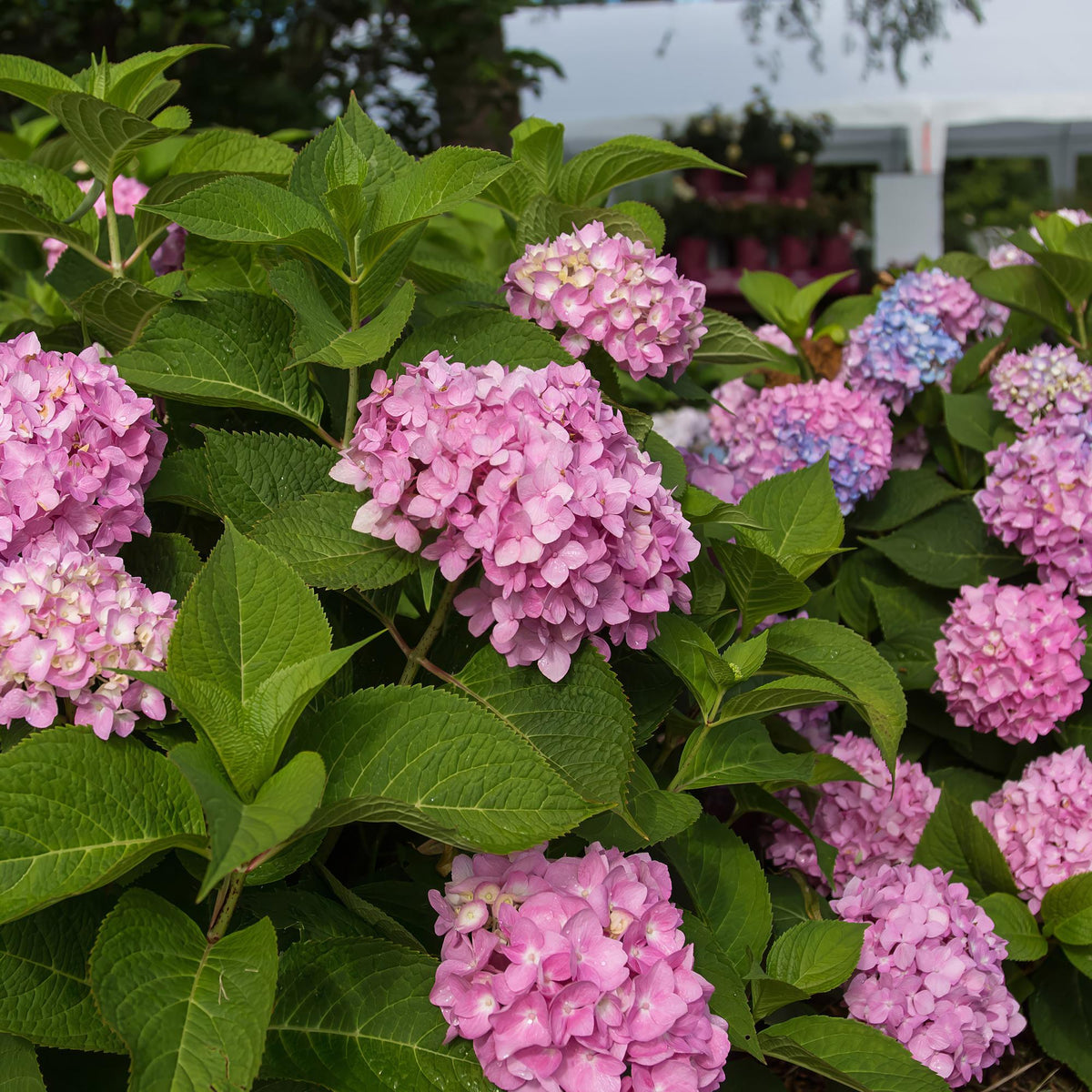 Green boutiQ - Plante de jardin - Hydrangea Endless Summer The Original Pink - Hortensia - Rustique - Rose - 4 plantes - Pot 14 cm - Hauteur 20-25 cm