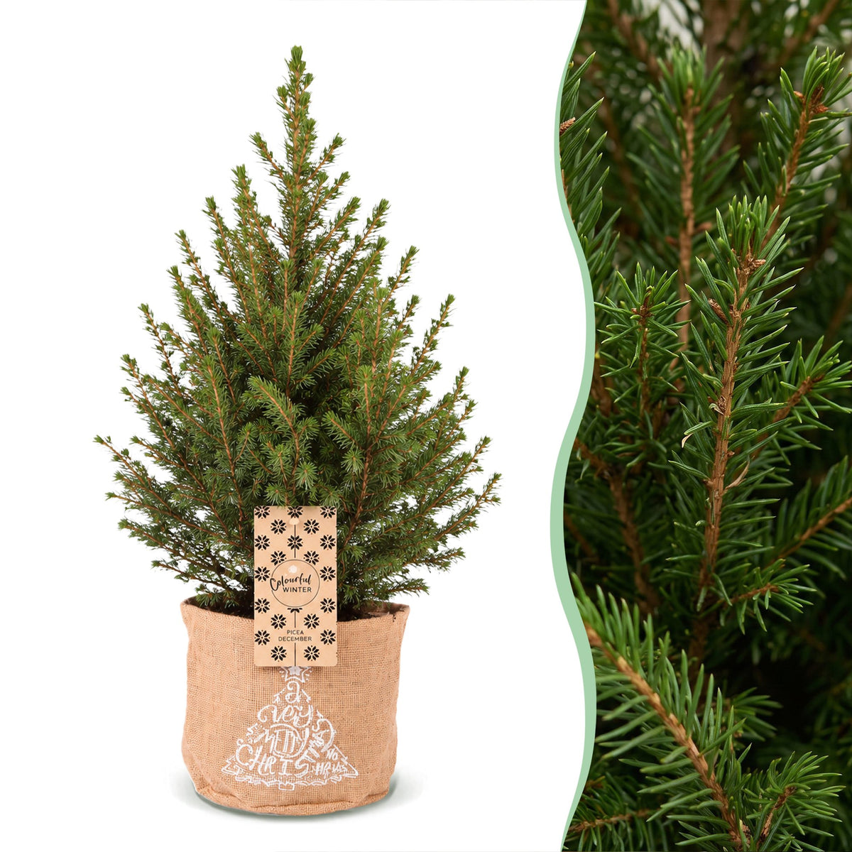 Picea glauca Conica - Dwarf Alberta Spruce - Green - Christmas tree - incl. jute bag - Ø17cm - ↕65cm