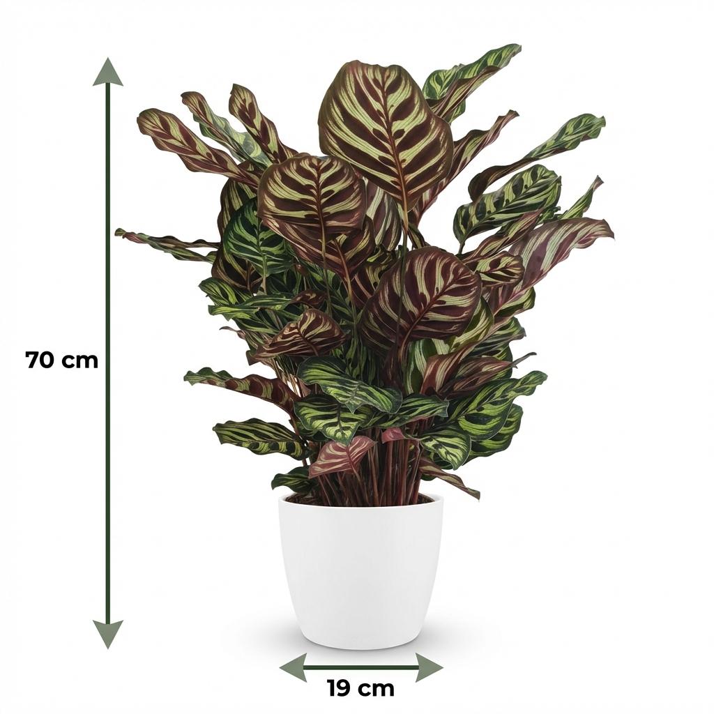 Green boutiQ - Plante d'intérieur - Calathea Makoyana - Vert - Entretien facile - 1 plante - avec pot blanc - Pot 19cm - Hauteur 70cm