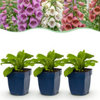 Green boutiQ - Stauden - Digitalis Tricolour - Fingerhut - Schatten - Rosa - Violett - Weiß - 6 Pflanzen - Topf 11cm - Höhe 15-25cm