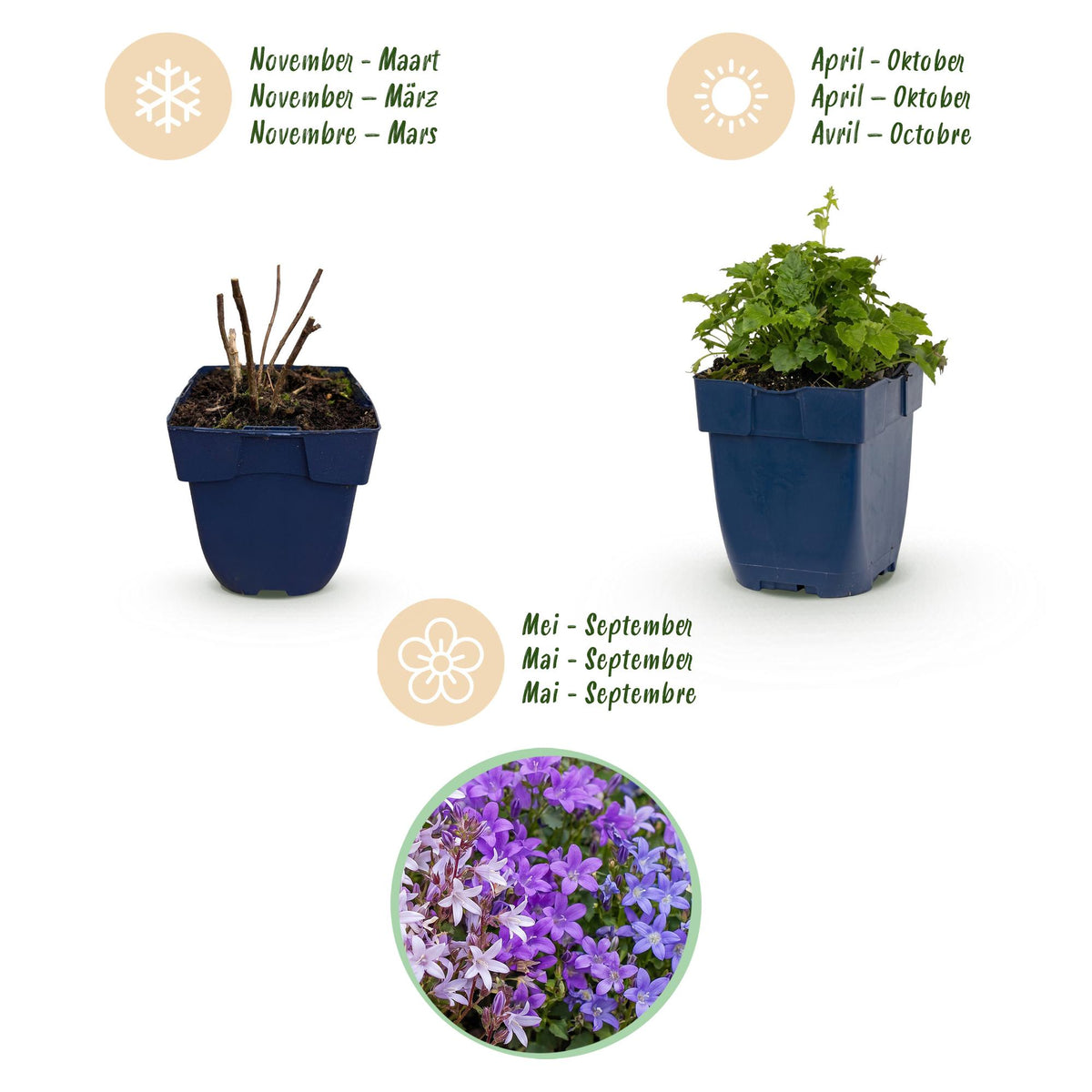 Green boutiQ - Stauden - Campanula portenschlagiana Tricolour - Dalmatiner-Glockenblume - Bodendeckend - Violett - Rosa - Weiß - 12 Pflanzen - Topf 11cm - Höhe 15-25cm