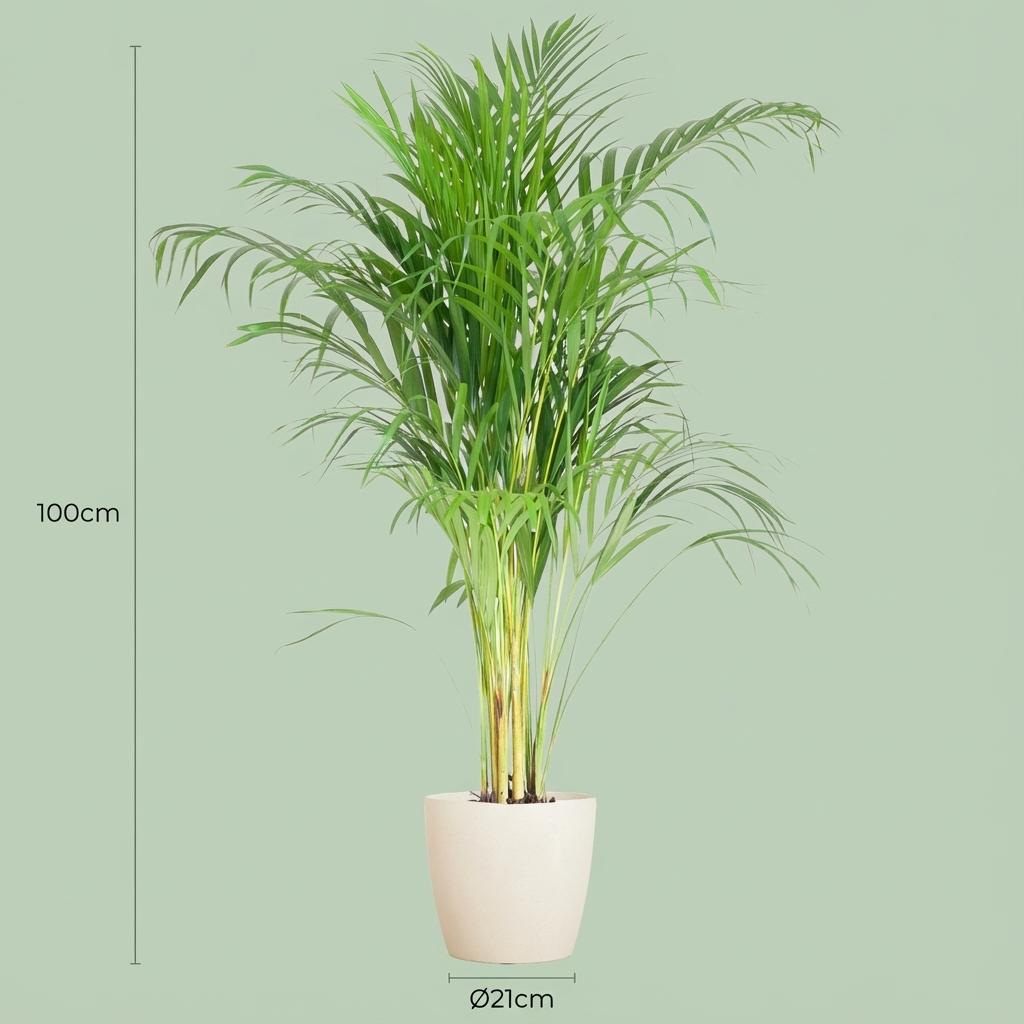 Green boutiQ - Plante d'intérieur - Palmier doré - Dypsis Lutescens Areca - Vert - Peu d'entretien - 1 plante - avec pot blanc - Pot 21cm - Hauteur 90 - 100cm