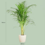 Green boutiQ - Plante d'intérieur - Palmier doré - Dypsis Lutescens Areca - Vert - Peu d'entretien - 1 plante - avec pot blanc - Pot 21cm - Hauteur 90 - 100cm