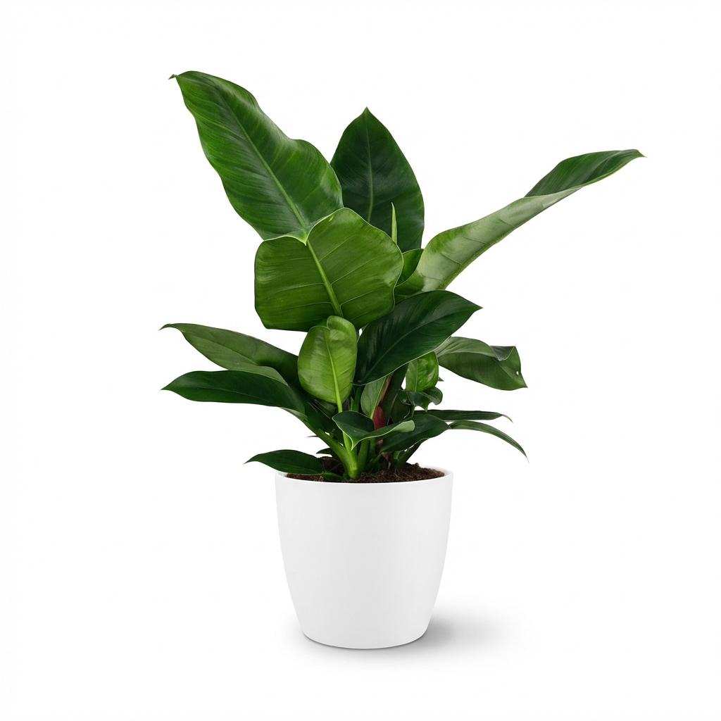 Green boutiQ - Plante d'intérieur - Philodendron - Philodendron Imperial Green - Vert - Entretien facile - 1 plante - avec pot blanc - Pot 19cm - Hauteur 65cm