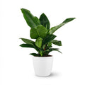 Green boutiQ - Plante d'intérieur - Philodendron - Philodendron Imperial Green - Vert - Entretien facile - 1 plante - avec pot blanc - Pot 19cm - Hauteur 65cm