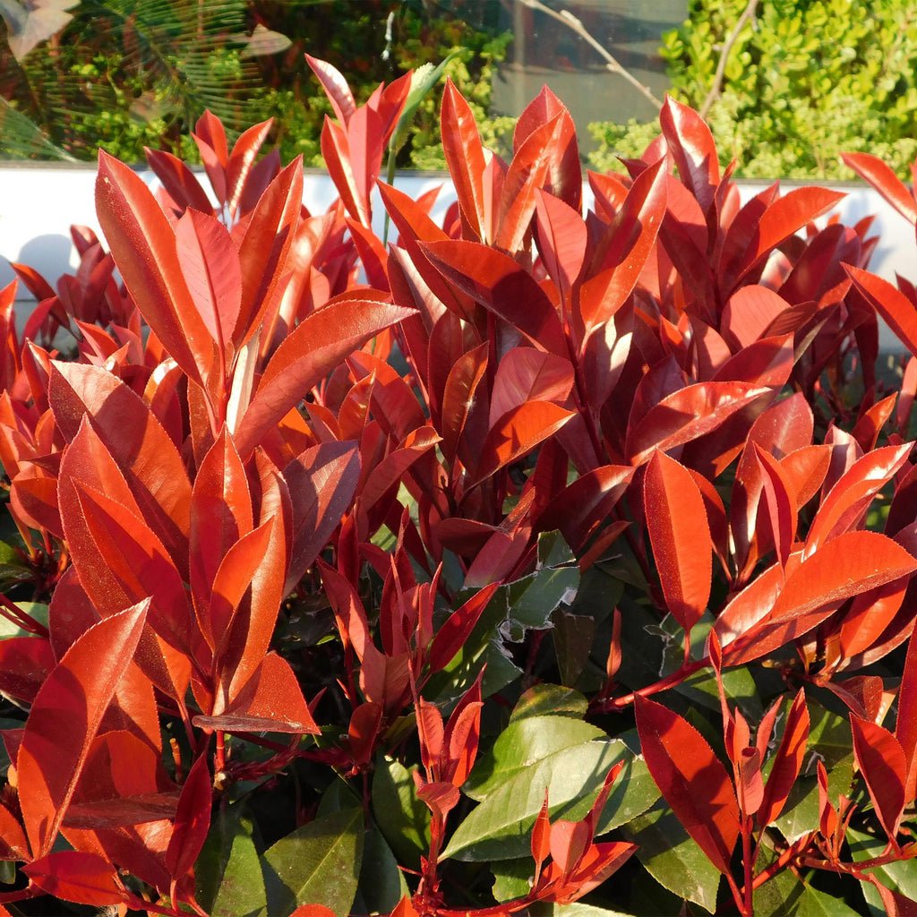 Green boutiQ - Haies - Photinia fraseri Red Robin - vert rouge - 6 plantes - 1 mètre linéaire - persistant - pot 17 cm hauteur 50 cm