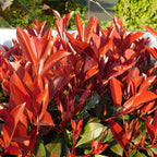 Green boutiQ - Haies - Photinia fraseri Red Robin - vert rouge - 6 plantes - 1 mètre linéaire - persistant - pot 17 cm hauteur 50 cm