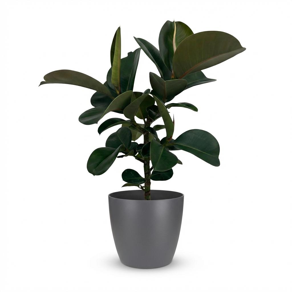 Green boutiQ - Zimmerpflanze - Gummibaum - Ficus Elastica Cloe - Grün - Pflegeleicht - 1 Pflanze - mit Topf Grau - Topf 19cm - Höhe 65cm