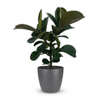 Green boutiQ - Zimmerpflanze - Gummibaum - Ficus Elastica Cloe - Grün - Pflegeleicht - 1 Pflanze - mit Topf Grau - Topf 19cm - Höhe 65cm