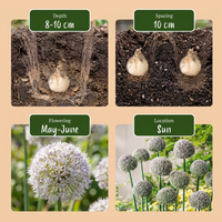 160x Allium Ping Pong - Sierui Ping Pong - Wit - Zomerbloeier - Bolmaat 6/7