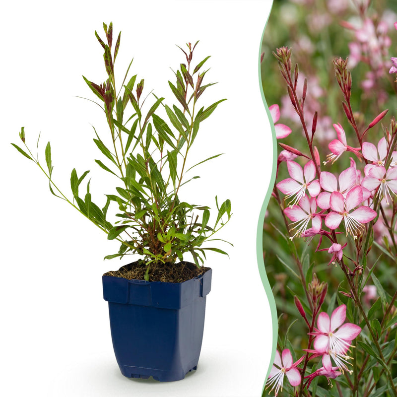 Green boutiQ - Vasteplant - Gaura lindh. Rosyjane - Prachtkaars - Bijen- en vlinderlokkers - Roze - 1 Plant - Pot 11cm - Hoogte 15-25cm