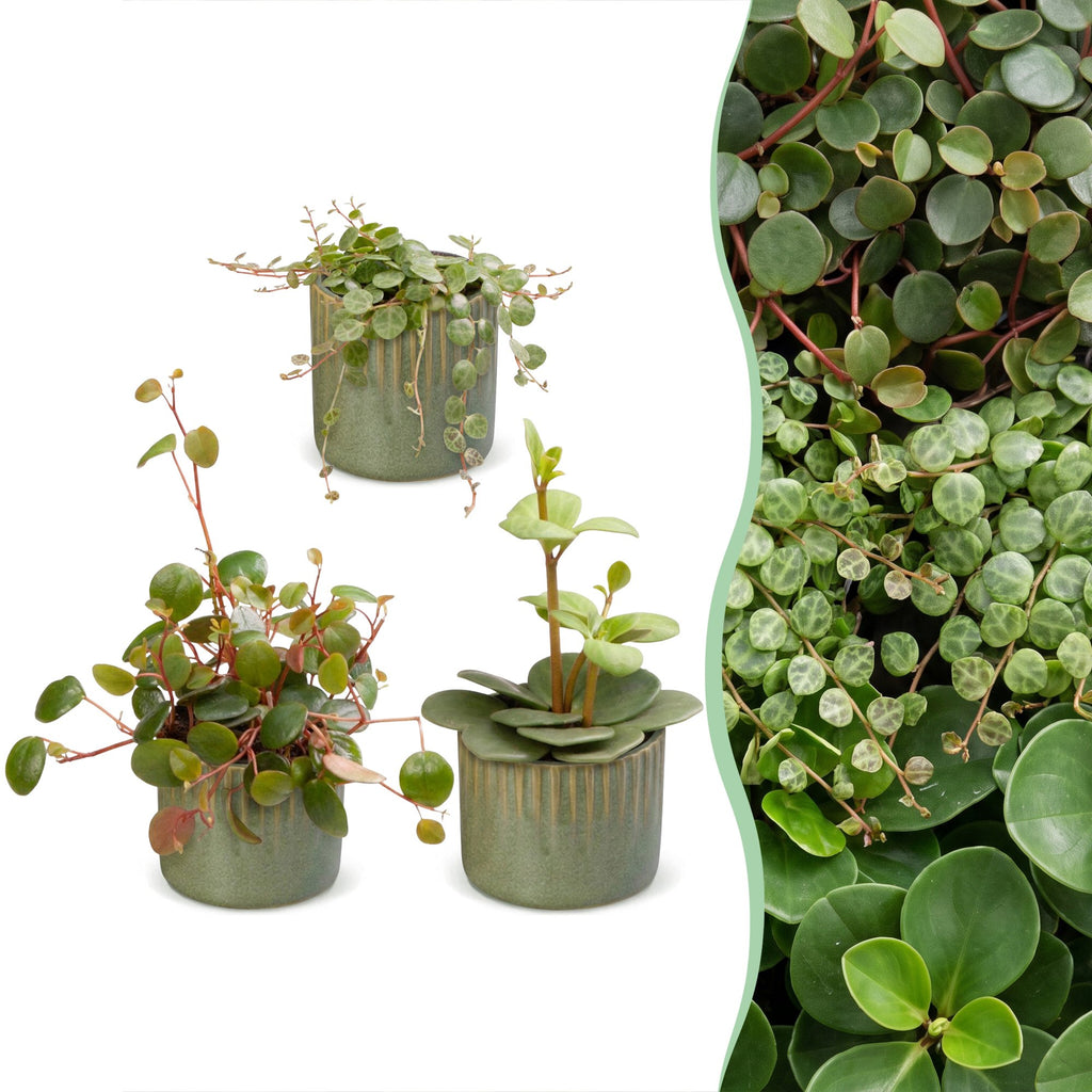 3x Baby Peperomia Mix - Green - Red - Tropical - incl. Linnea Olive - Ø6cm - ↕5-15cm