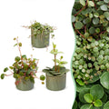 3x Baby Peperomia Mix - Green - Red - Tropical - incl. Linnea Olive - Ø6cm - ↕5-15cm