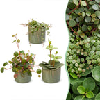 3x Baby Peperomia Mix - Green - Red - Tropical - incl. Linnea Olive - Ø6cm - ↕5-15cm