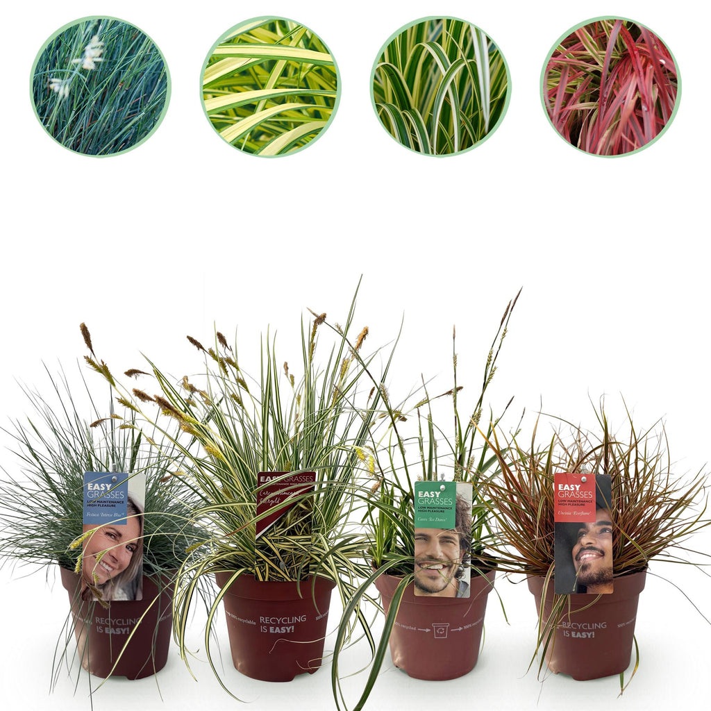 Green boutiQ - Graminées ornementales - 4 plantes - Bleu - Jaune - Vert - Rouge - Persistant - Peu d'entretien - Pot 17 cm, hauteur 50 cm