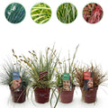 Green boutiQ - Graminées ornementales - 4 plantes - Bleu - Jaune - Vert - Rouge - Persistant - Peu d'entretien - Pot 17 cm, hauteur 50 cm