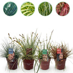 Green boutiQ - Graminées ornementales - 4 plantes - Bleu - Jaune - Vert - Rouge - Persistant - Peu d'entretien - Pot 17 cm, hauteur 50 cm