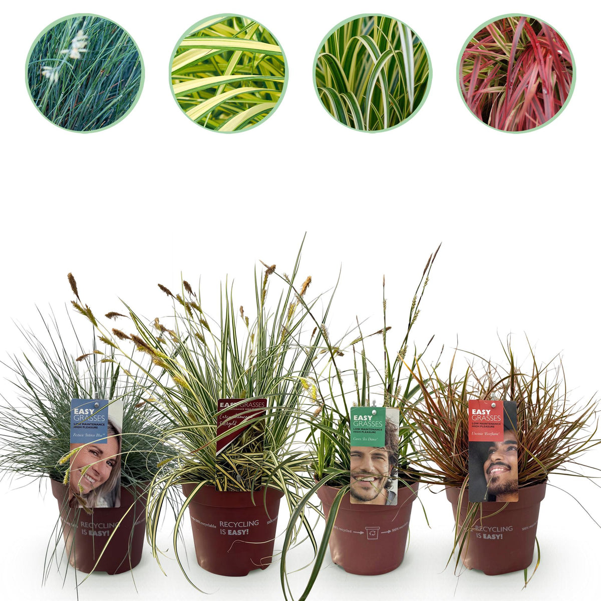 Green boutiQ - Graminées ornementales - 4 plantes - Bleu - Jaune - Vert - Rouge - Persistant - Peu d'entretien - Pot 17 cm, hauteur 50 cm