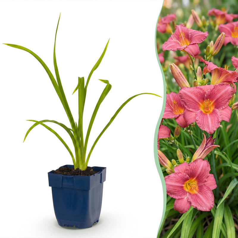 Green boutiQ - Vasteplant - Hemerocallis Summer Wine - Daglelie - Bijen en Vlinderlokkers - Paars - 3 Planten - Pot 11cm - Hoogte 15-25cm