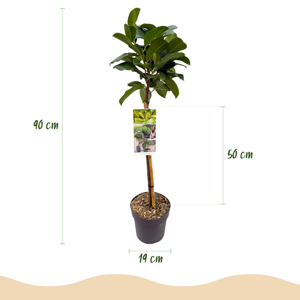 Green boutiQ - Plante sur tige - Prunus laurocerasus Etna® - Plante de terrasse - Feuillage persistant - Rustique - Feuillage vert - Pot 19cm Hauteur 90cm