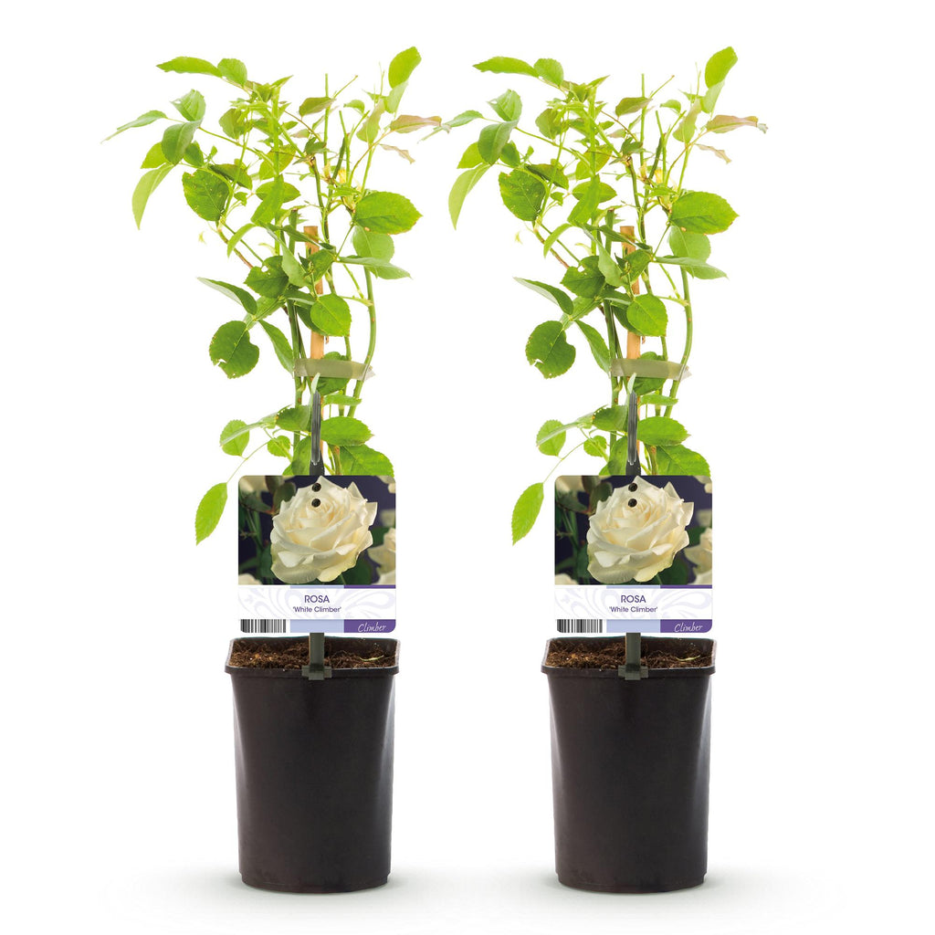 Green boutiQ - Rosier grimpant - Rosa White Climber - Fleur blanche - Peu d'entretien - 2 plantes - Pot 11cm Hauteur 40cm