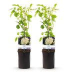 Green boutiQ - Rosier grimpant - Rosa White Climber - Fleur blanche - Peu d'entretien - 2 plantes - Pot 11cm Hauteur 40cm