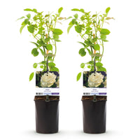 Green boutiQ - Klimroos - Rosa White Climber - Bloem Wit - Weinig onderhoud - 2 planten - Pot 11cm Hoogte 40cm