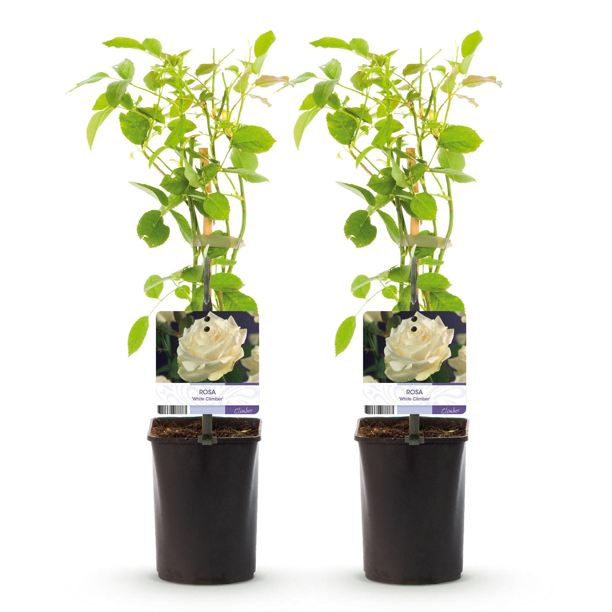 Green boutiQ - Rosier grimpant - Rosa White Climber - Fleur blanche - Peu d'entretien - 2 plantes - Pot 11cm Hauteur 40cm