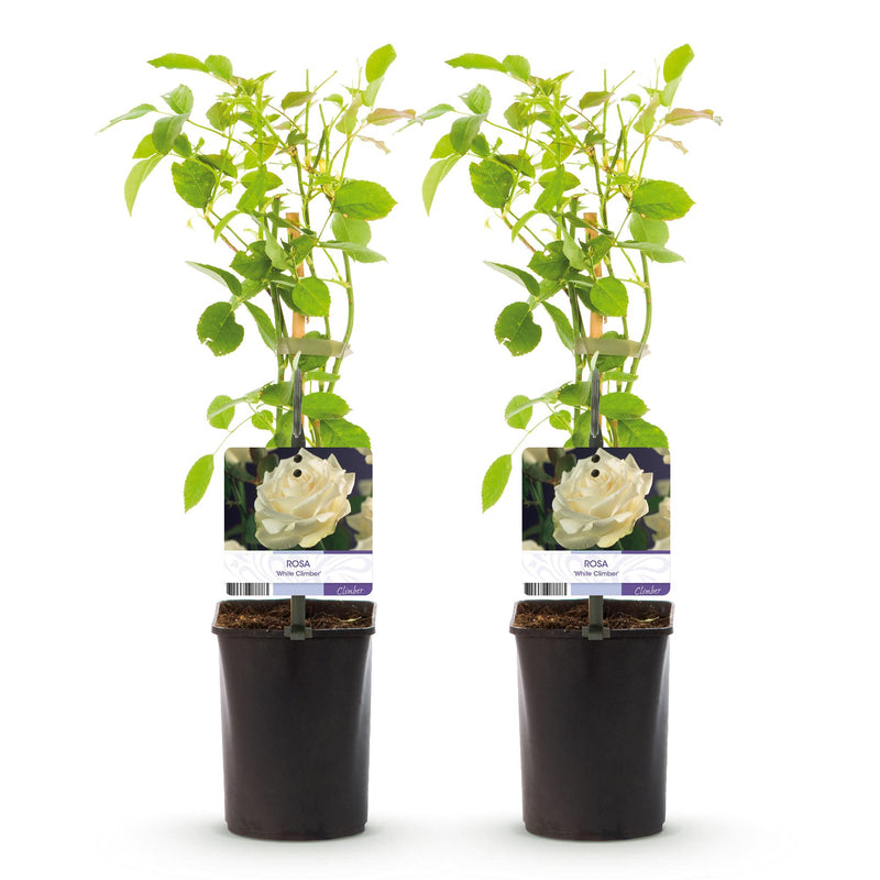 Green boutiQ - Klimroos - Rosa White Climber - Bloem Wit - Weinig onderhoud - 2 planten - Pot 11cm Hoogte 40cm