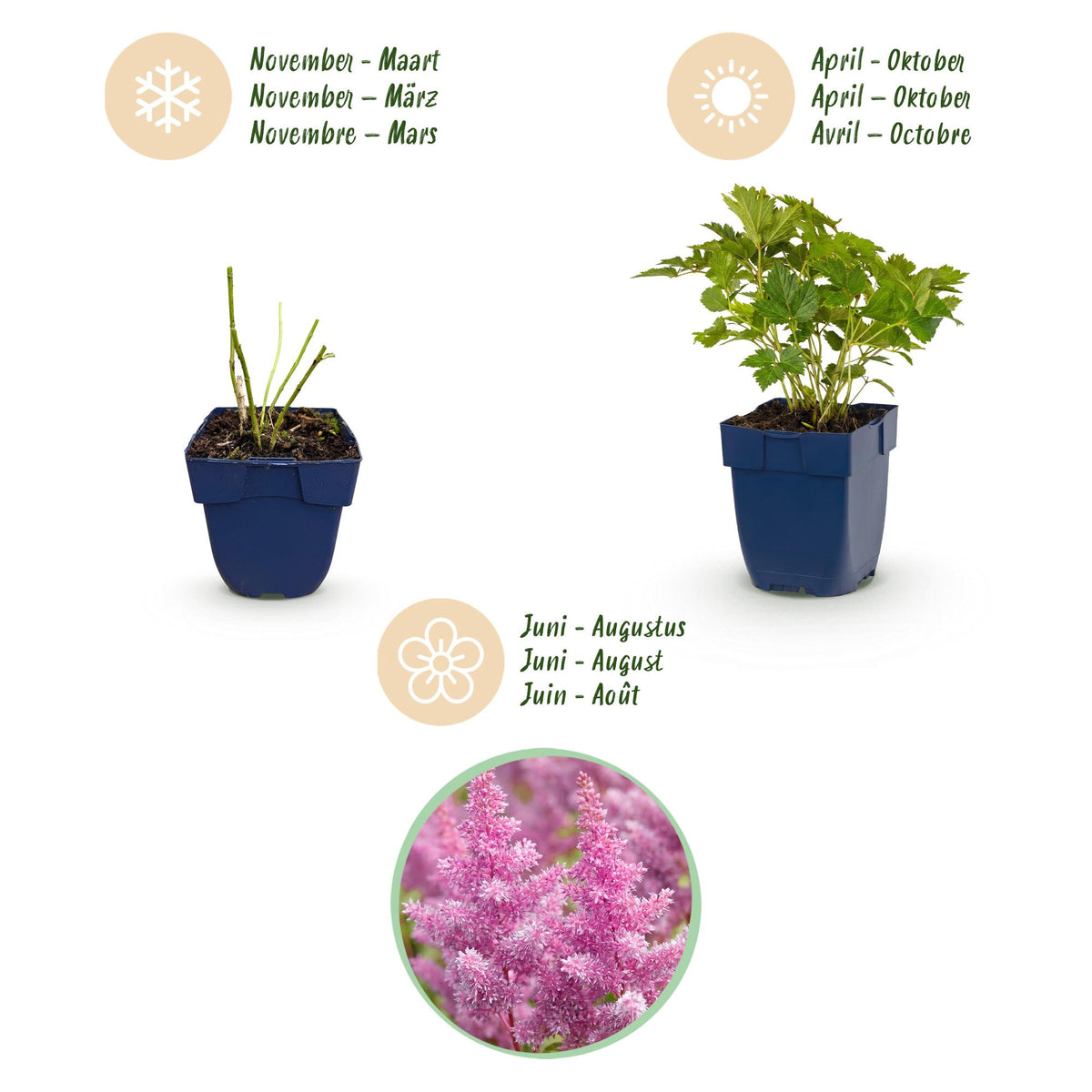 Green boutiQ - Plante vivace - Astilbe chin. Pumila - Astilbe - Ombre - Violet - 6 Plantes - Pot 11cm - Hauteur 15-25cm