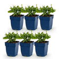Green boutiQ - Stauden - Salvia nem. 'Sensation Deep Blue' - Steppensalbei - Bienen- und Schmetterlingsmagnet - Lila - 6 Pflanzen - Topf 11cm - Höhe 15-25cm
